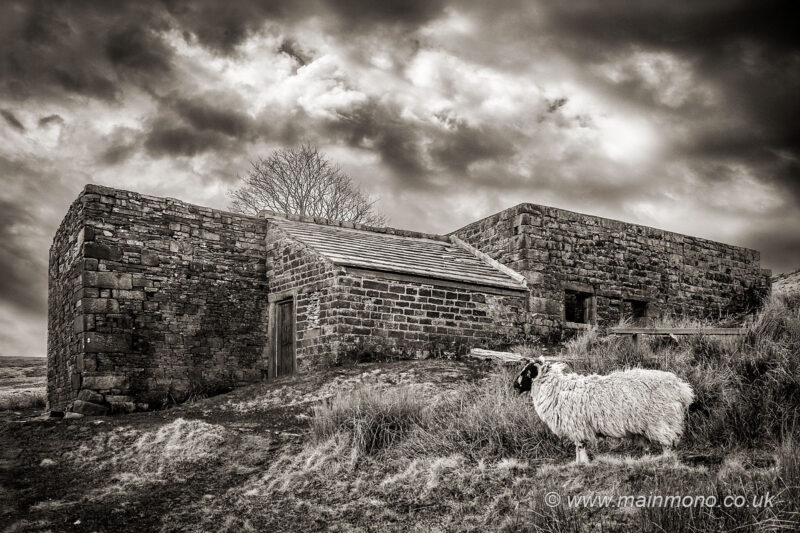 A black and white photograph of a large stone barn set on a hillside. In the foreground (right) is a sheep.